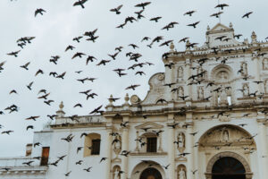 Birds in front of a church in central square Antigua Guatemala