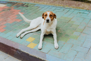 Colorful Street with Dog