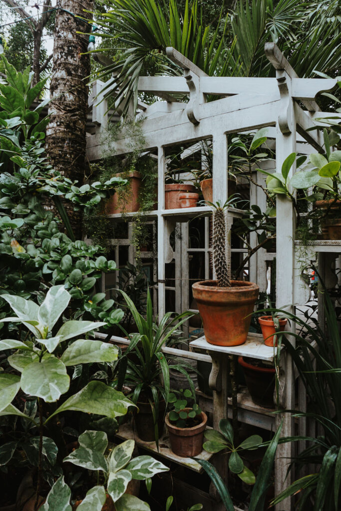 Greenery and Plants in Tulum, Mexico