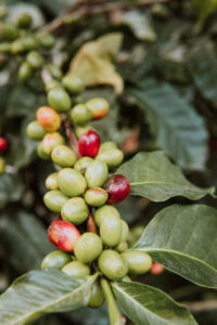 Coffee Tour Guatemala Photography