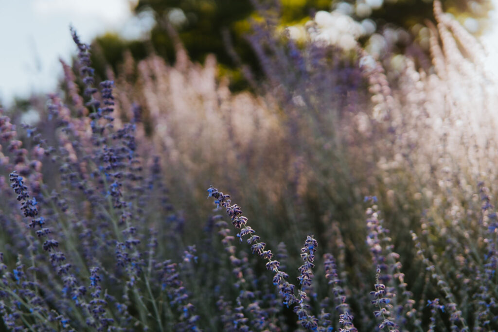 Brys Estate Winery Lavender