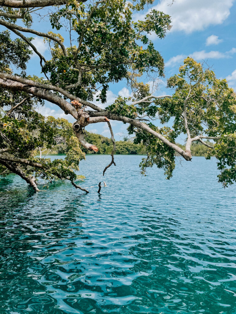 Cenote Azul Bacalar with trees overhanging the blue water