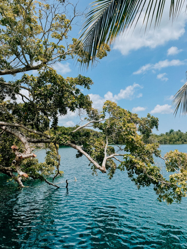 Cenote Azul Bacalar with trees overhanging the blue water