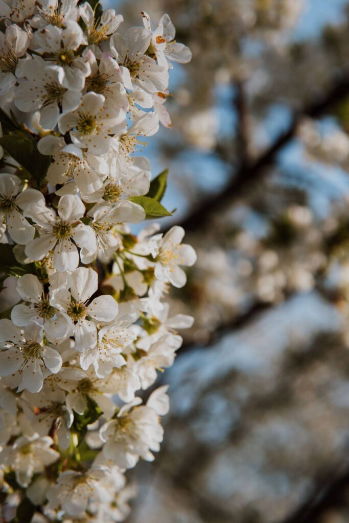 Old Mission Peninsula Cherry Blossoms Romantic Things to Do Traverse City