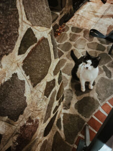 Cat at La Casa Del Mundo, Lake Atitlan, Guatemala