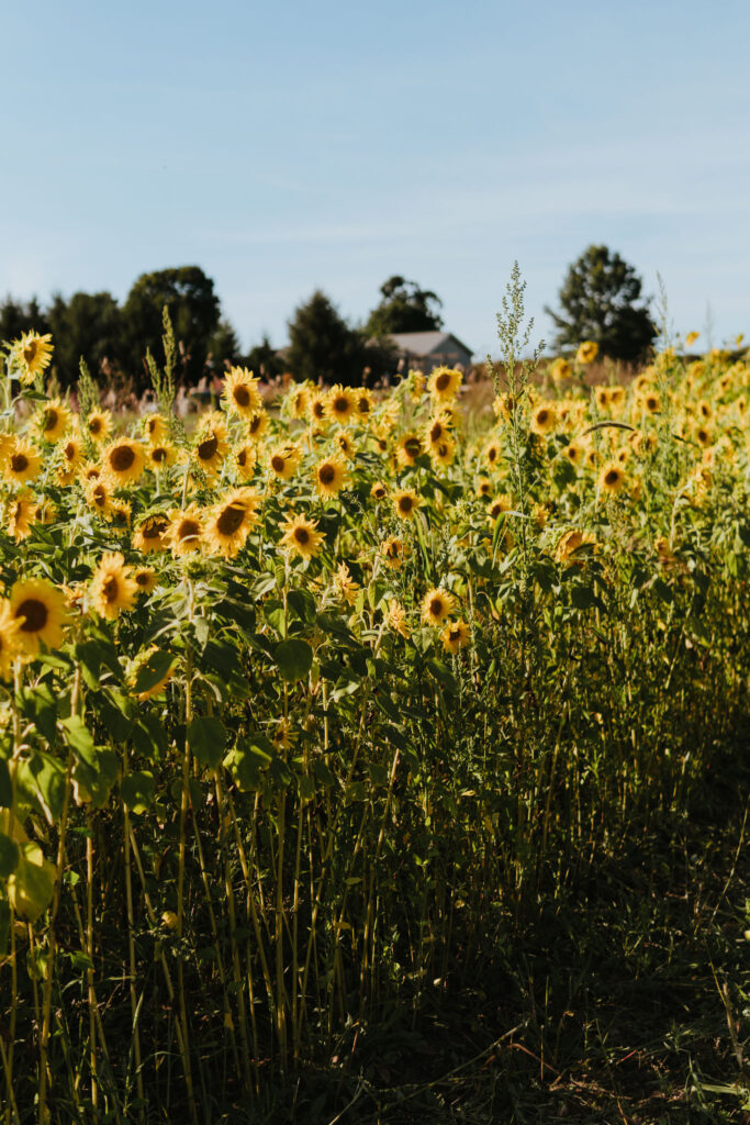 Sunflowers on TART Trail Traverse City to Suttons Bay