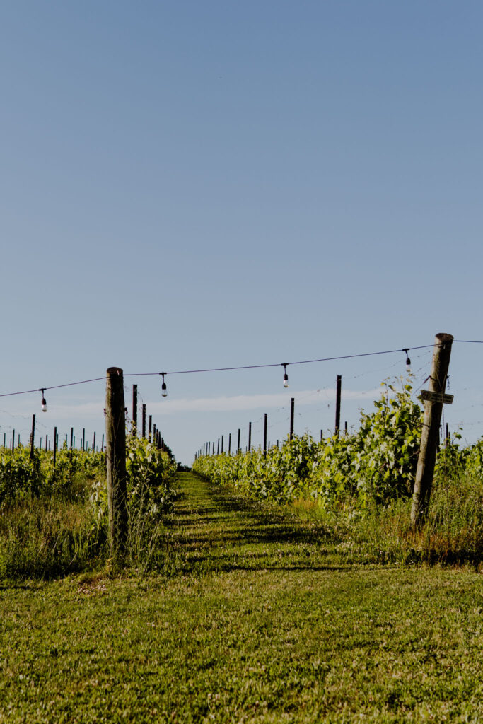 Dog Friendly Winery Traverse City Pin Dog Friendly Winery Traverse City Pin