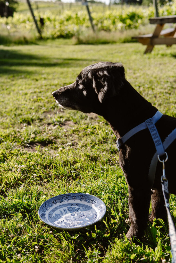 Dog Friendly Winery Traverse City