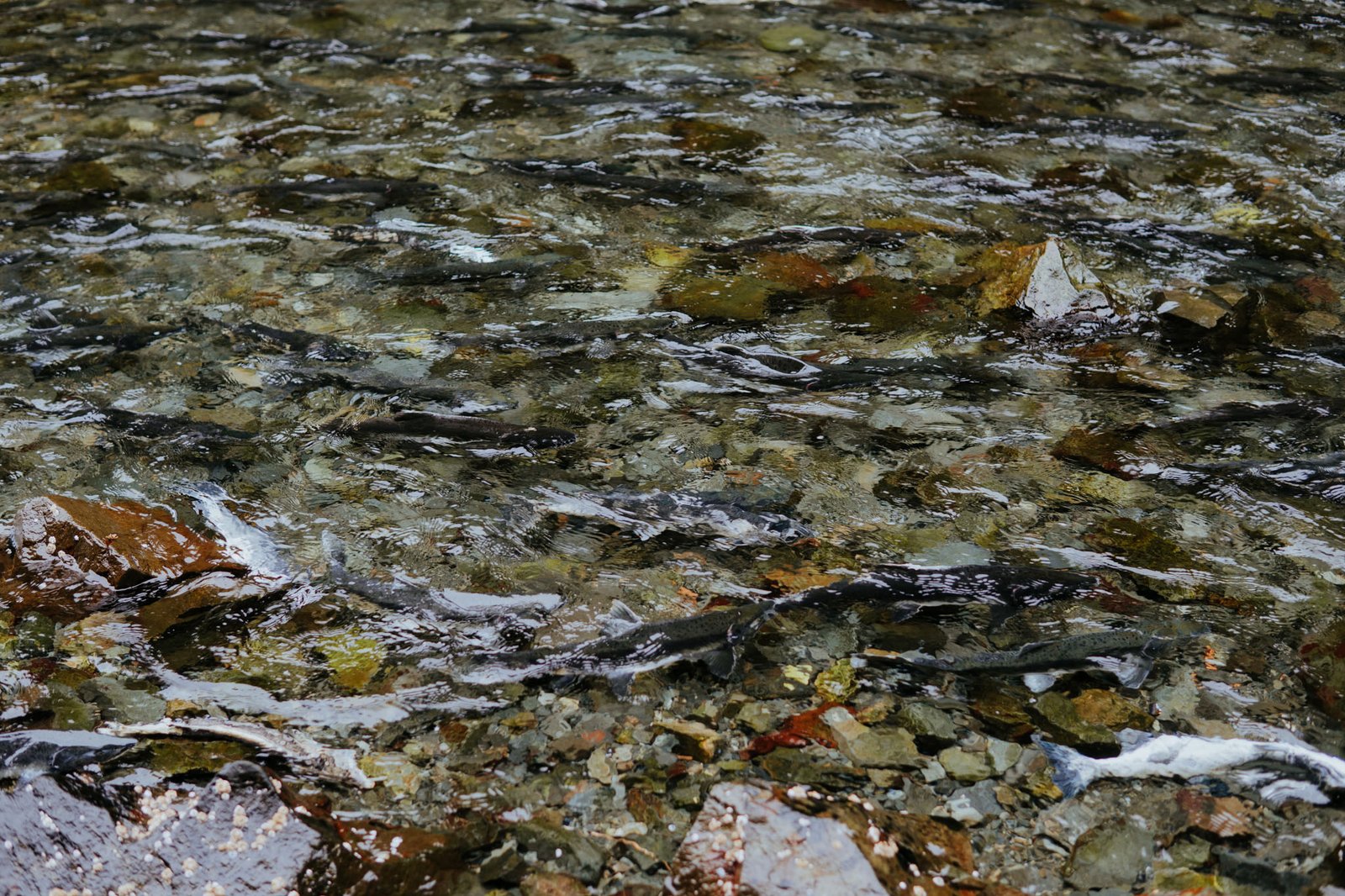 Humpy Cove Salmon Run Alaska
