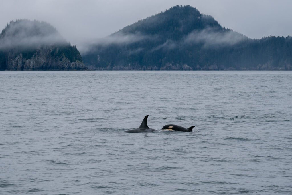 Kenai Fjords National Park Cruise 2 Week Alaska Itinerary