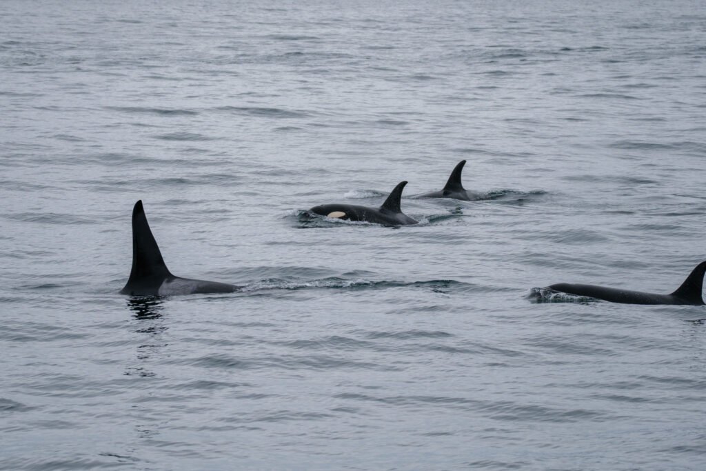 Kenai Fjords National Park Cruise 2 Week Alaska Itinerary