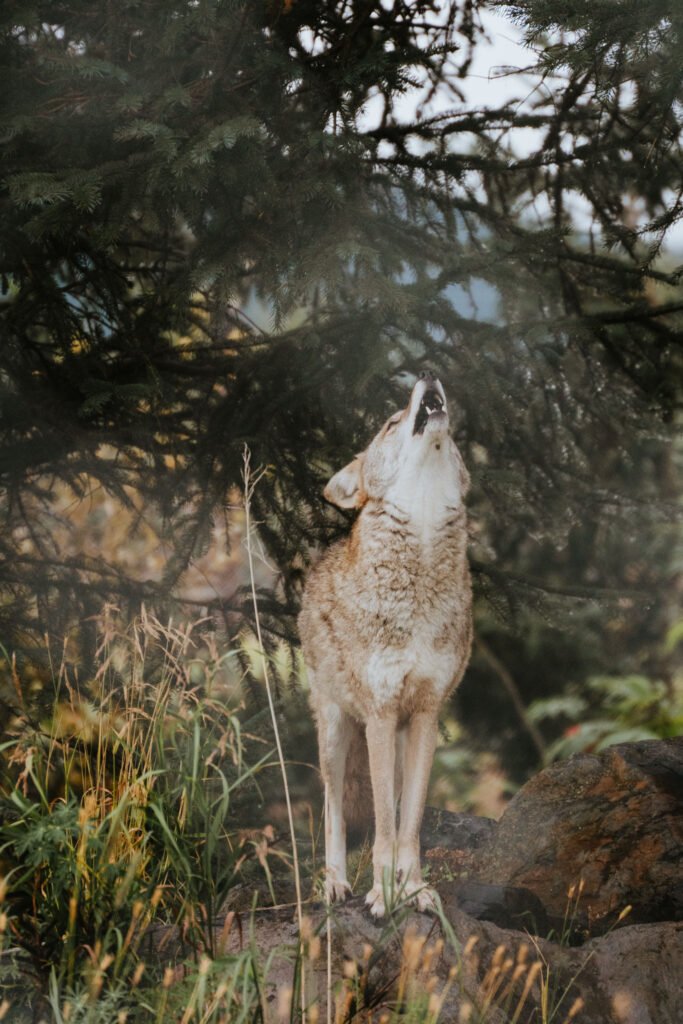 Alaska Wildlife Conservation Center 2 Week Alaska Itinerary