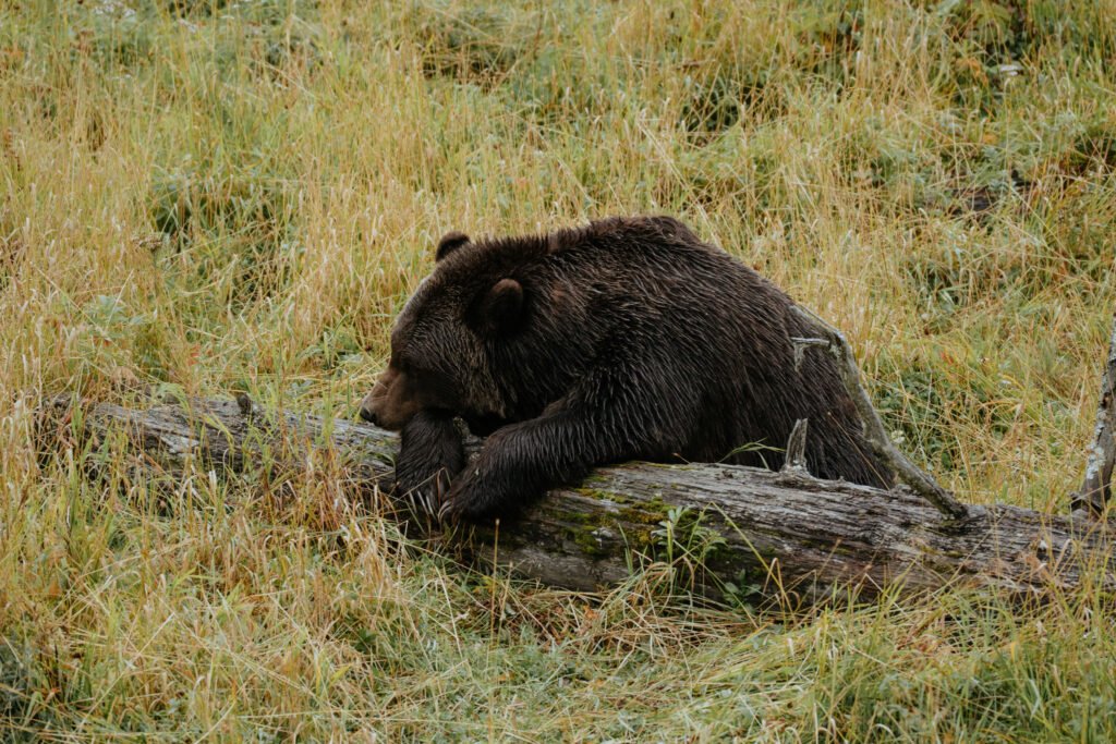Alaska Wildlife Conservation Center 2 Week Alaska Itinerary