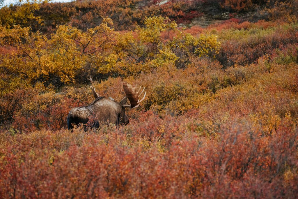 Denali National Park Moose 2 Week Alaska Itinerary