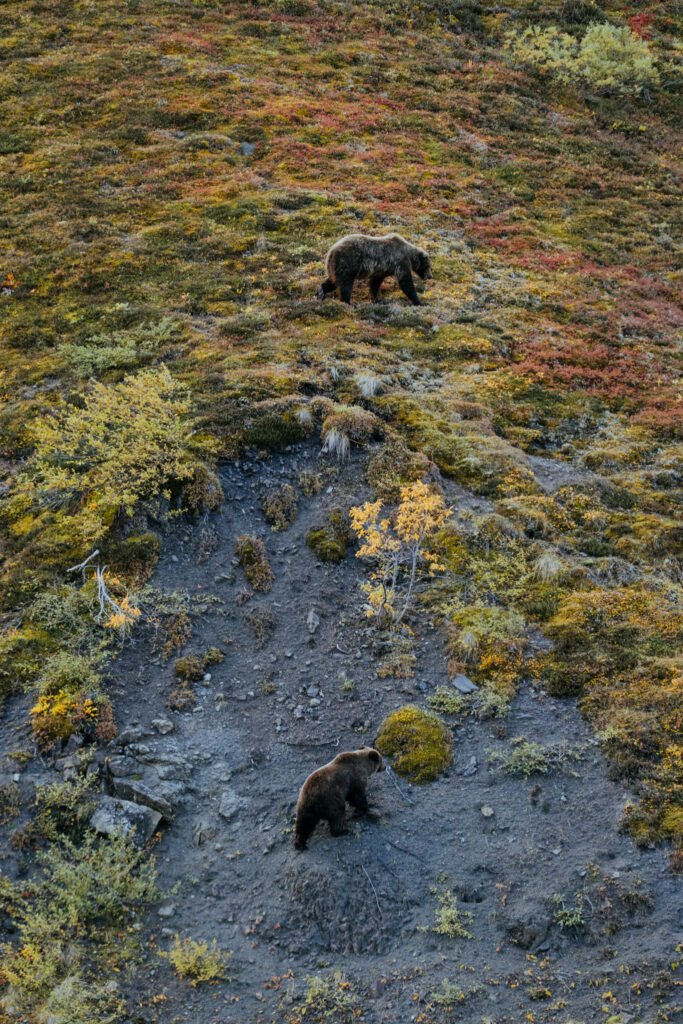 Denali National Park Bears 2 Week Alaska Itinerary