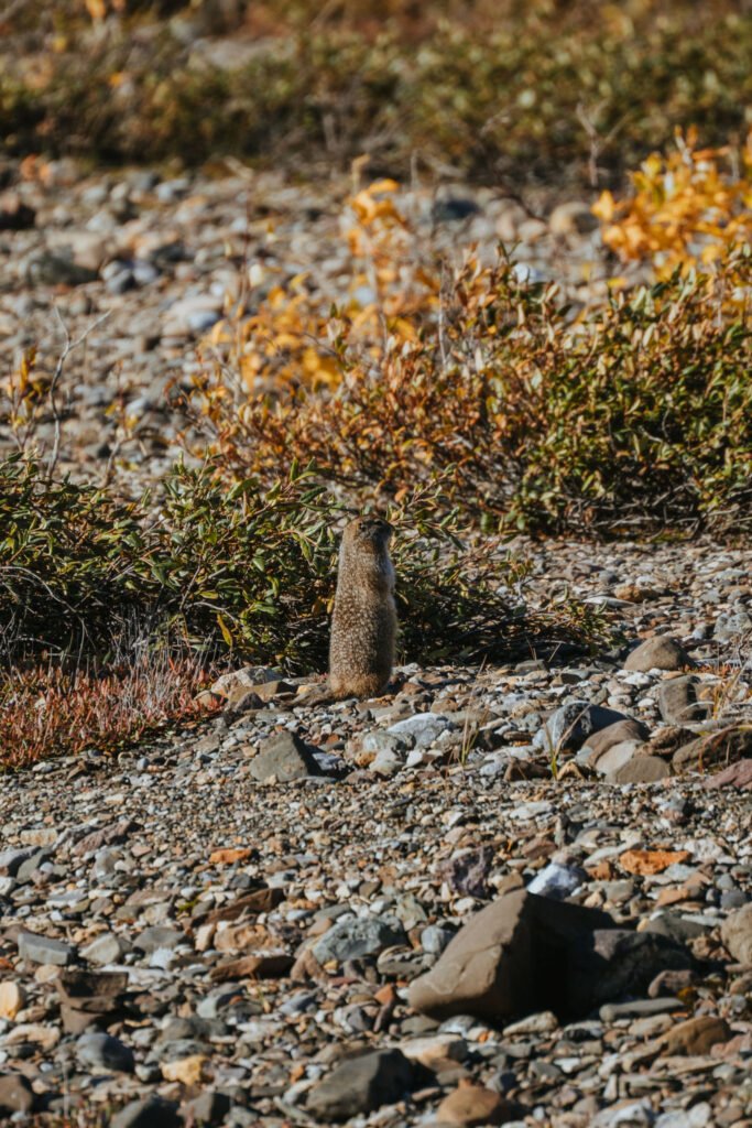 Denali National Park 2 Week Alaska Itinerary