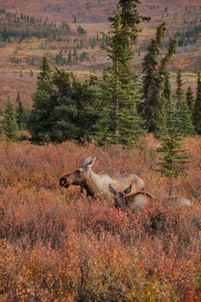 Denali National Park Baby Moose and Mom 2 Week Alaska Itinerary