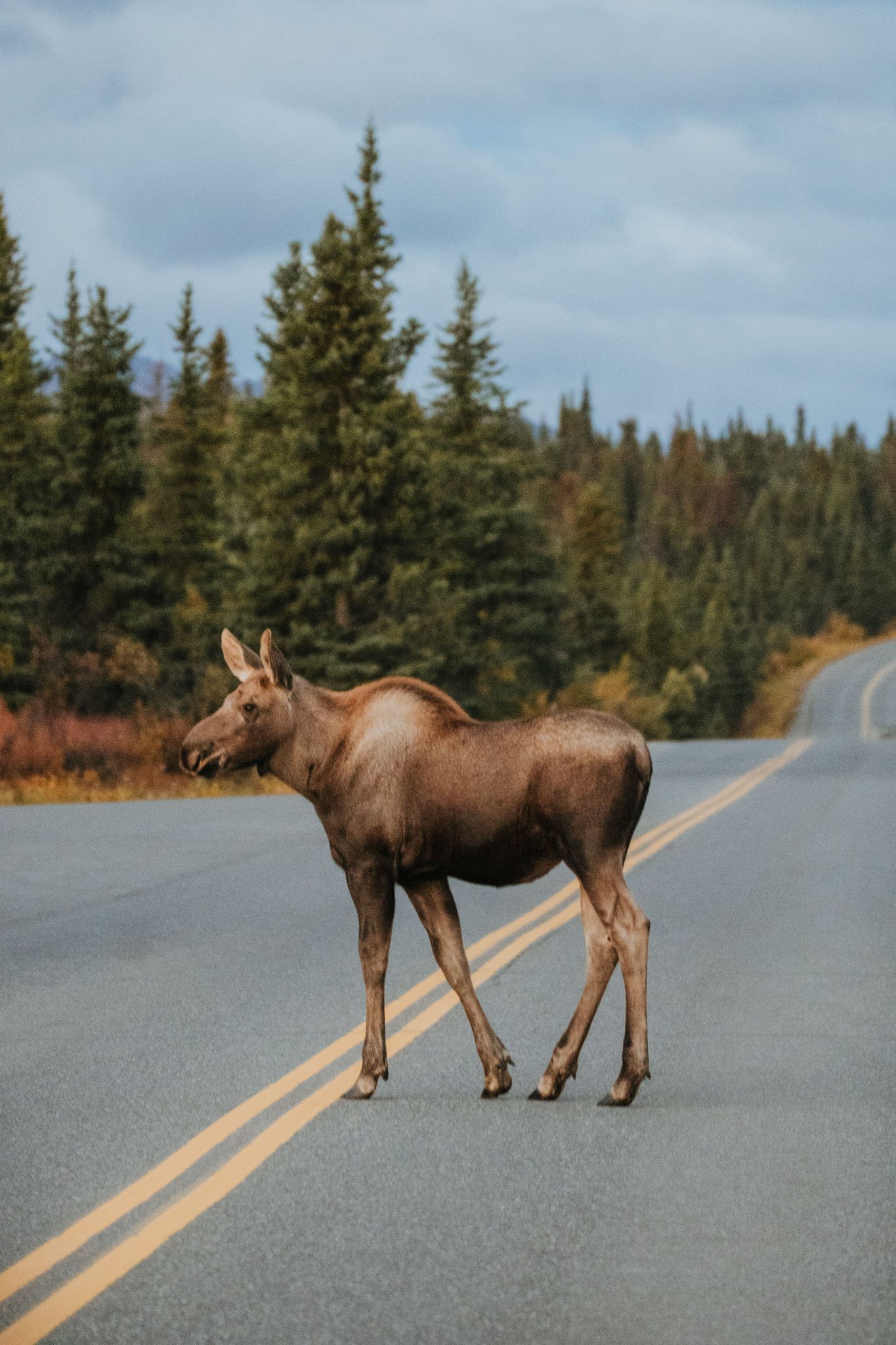 Denali National Park Baby Moose 2 Week Alaska Itinerary
