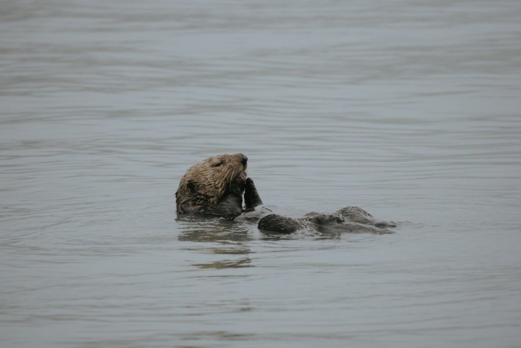 Shearwater Cove Animal Sighting 2 Week Alaska Itinerary